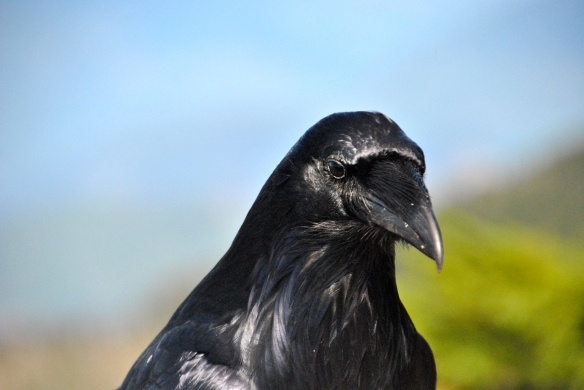Black Crows grow big in the Mountains